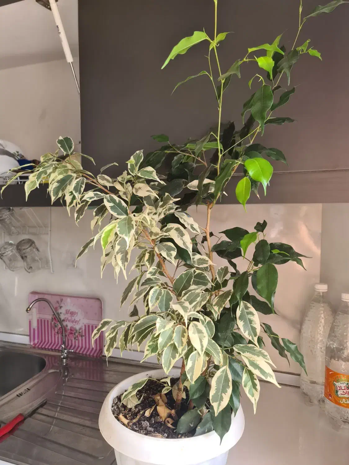 گل بنجامین|گل و گیاه طبیعی|خمام, |دیوار