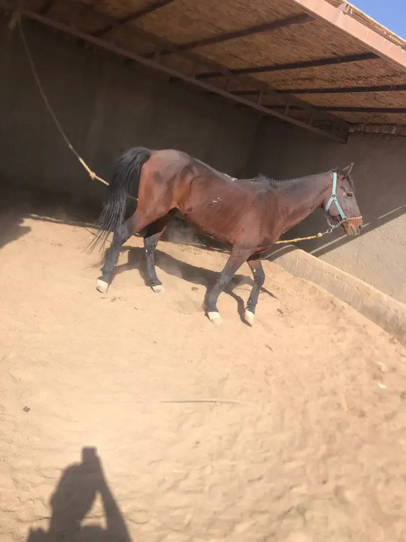 اسب نریون|اسب و تجهیزات اسبسواری|زابل, |دیوار