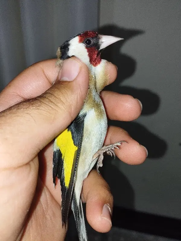 سهره مست|پرنده|ایذه, |دیوار
