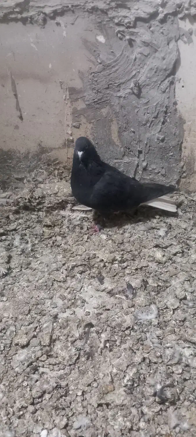 کفتر زاغ دم سفید|پرنده|مشکین‌دشت, |دیوار