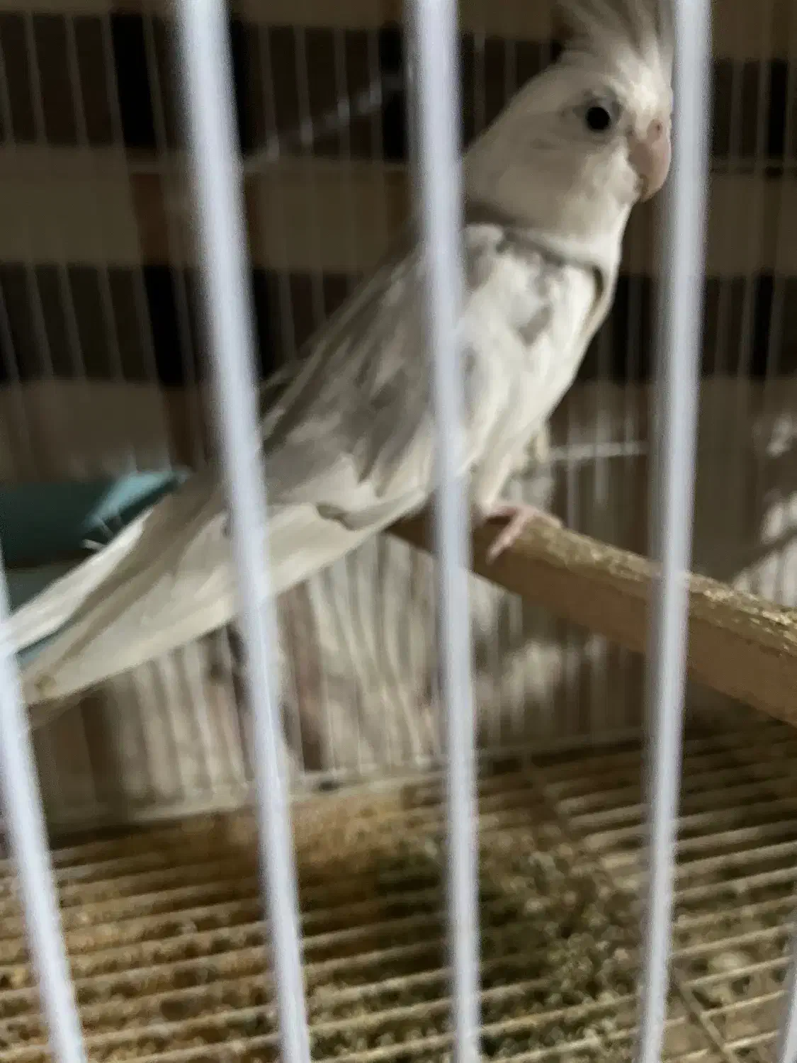 طوطی عروس|پرنده|لاهیجان, پردسر|دیوار