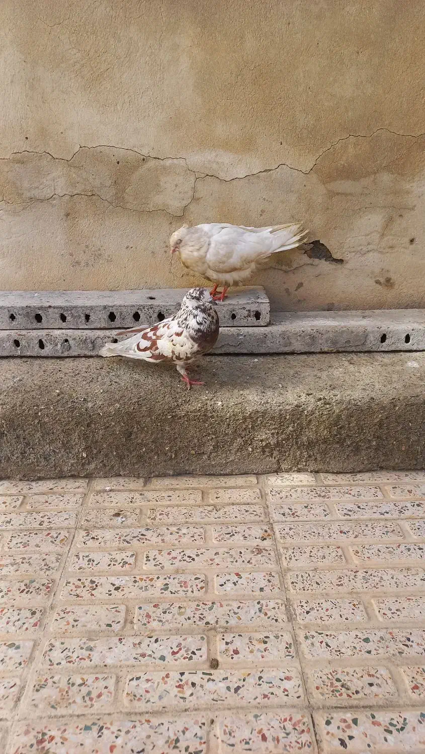 کبوتر|پرنده|گلپایگان, |دیوار