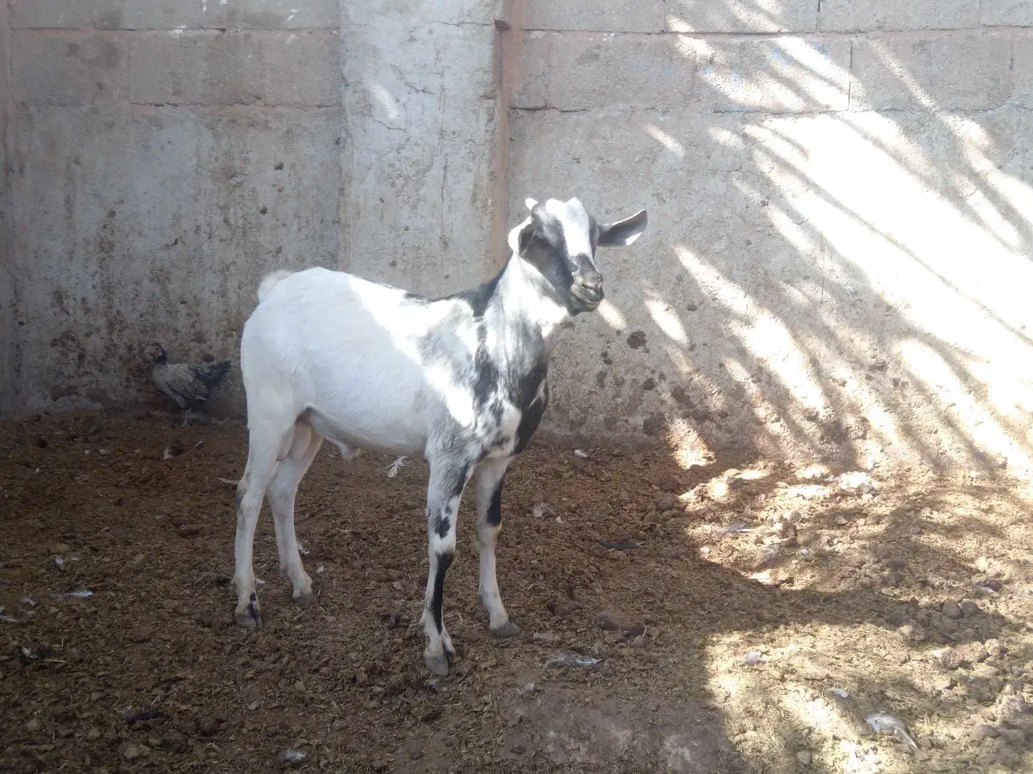 کهره سومالی خارجی|حیوانات مزرعه|شیراز, سلطان آباد|دیوار