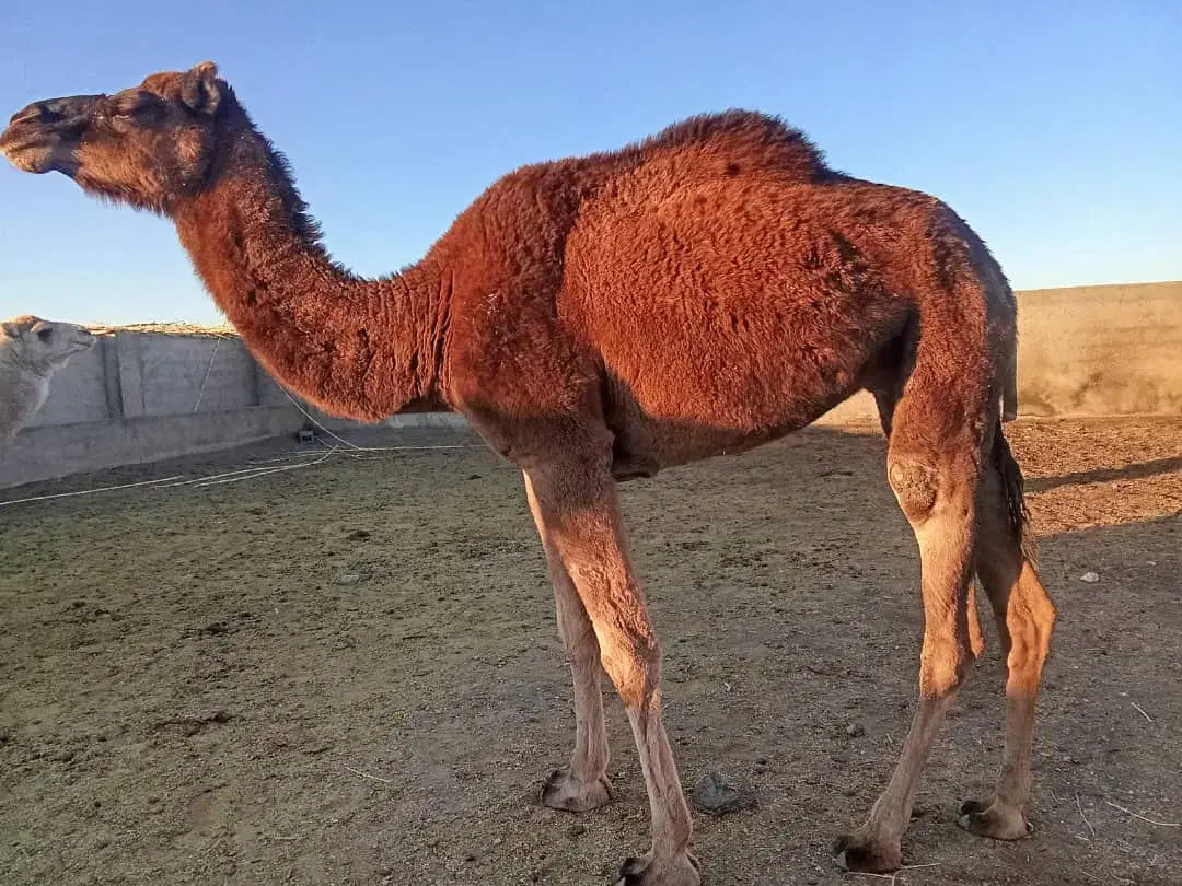 شتر فروشی|حیوانات مزرعه|کورین, |دیوار