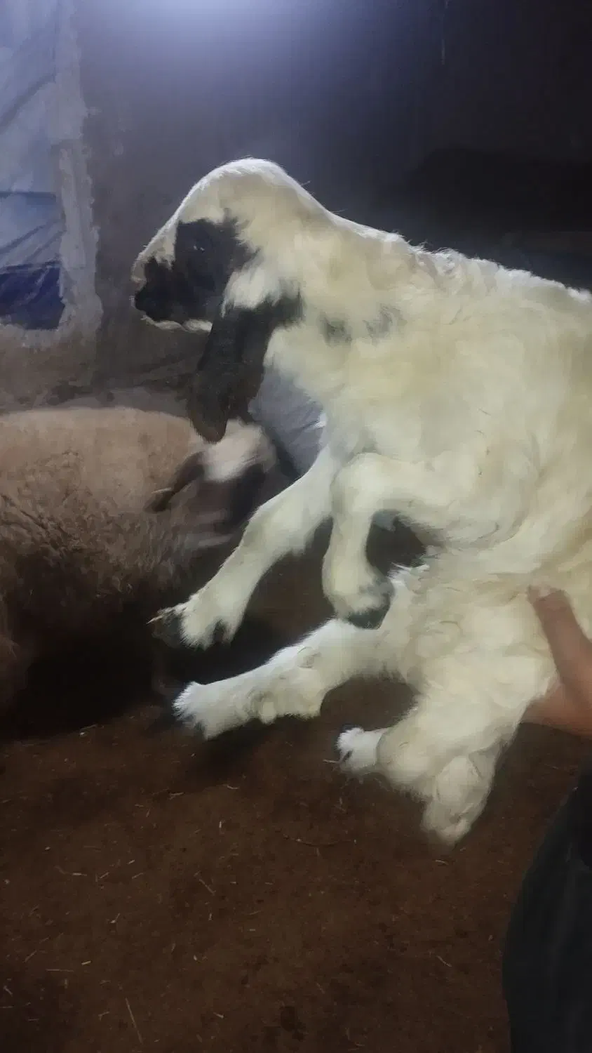 بره سنجابی اصیل|حیوانات مزرعه|ماهیدشت, |دیوار