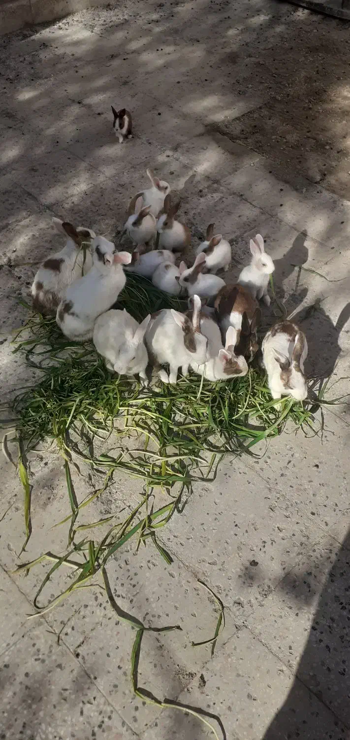 خرگوش|موش و خرگوش|زابل, |دیوار