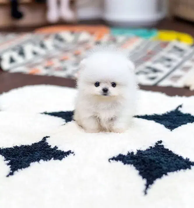 پامربوفیس|سگ|مشهد, گلبرگ شمالی|دیوار