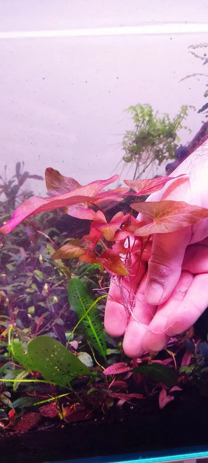 گیاه خاص آکواریوم پلنت|ماهی|تهران, هفت چنار|دیوار
