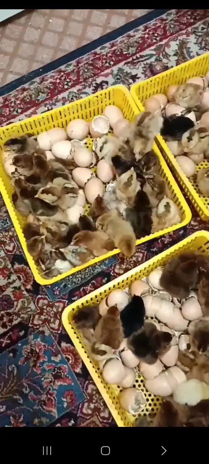 دستگاه جوجه کشی|لوازم جانبی حیوانات|جیرفت, |دیوار