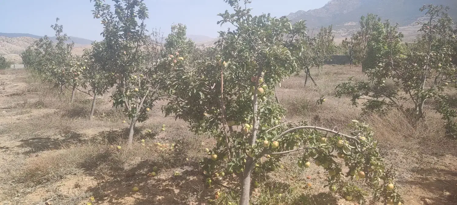 باغ کشاورزی 1.2 هکتار. با درختان به ثمر رسیده|فروش دفتر صنعتی، کشاورزی، تجاری|کیاسر, |دیوار