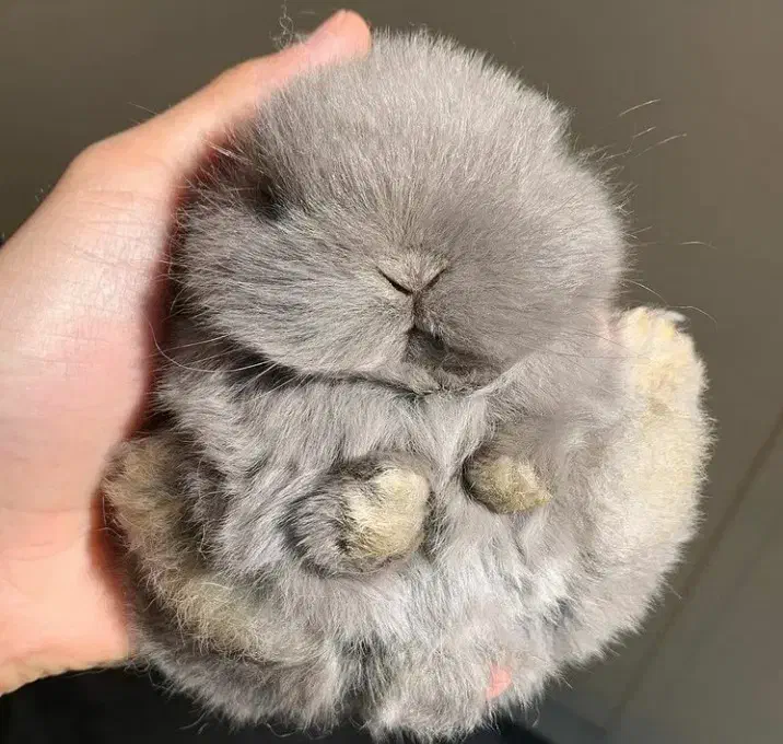 خرگوش اصیل لوپ مینیاتوری واکسن خورده و تربیت شده|موش و خرگوش|مشهد, احمدآباد|دیوار