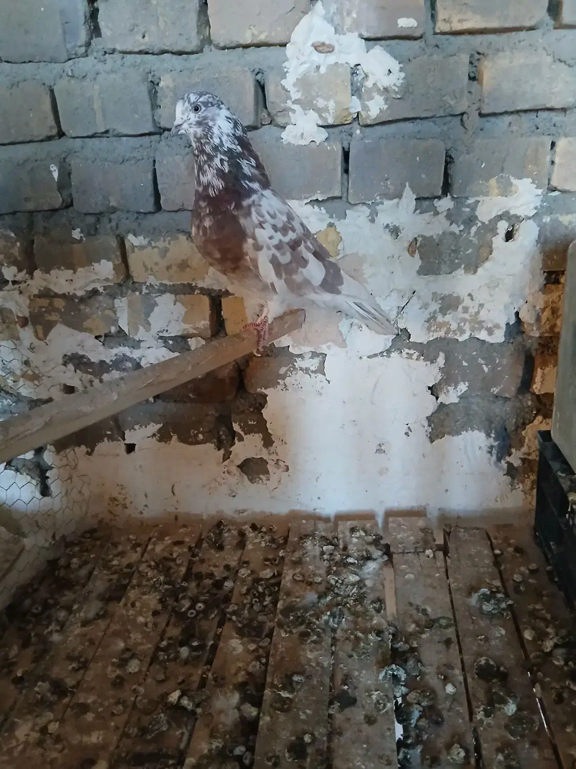 کفتر نر ۵ ساعته|پرنده|اردکان, |دیوار