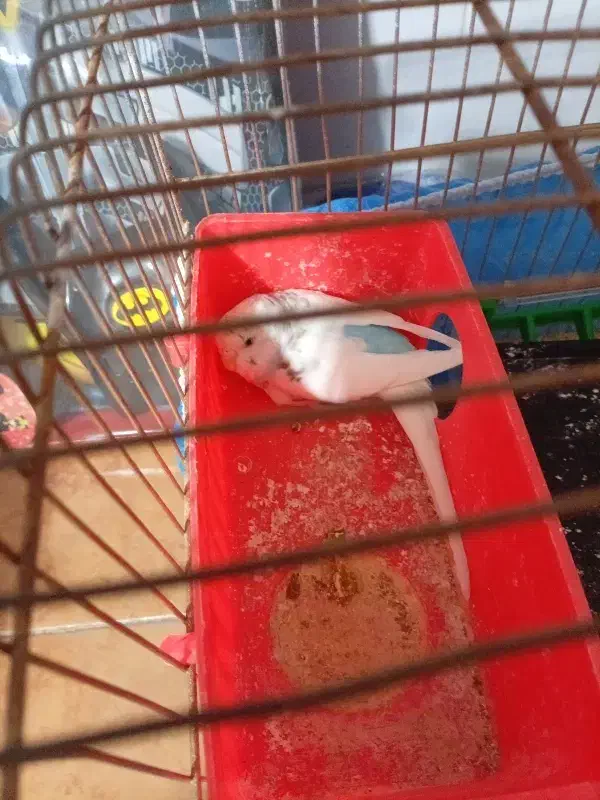 پرنده|پرنده|یزد, |دیوار