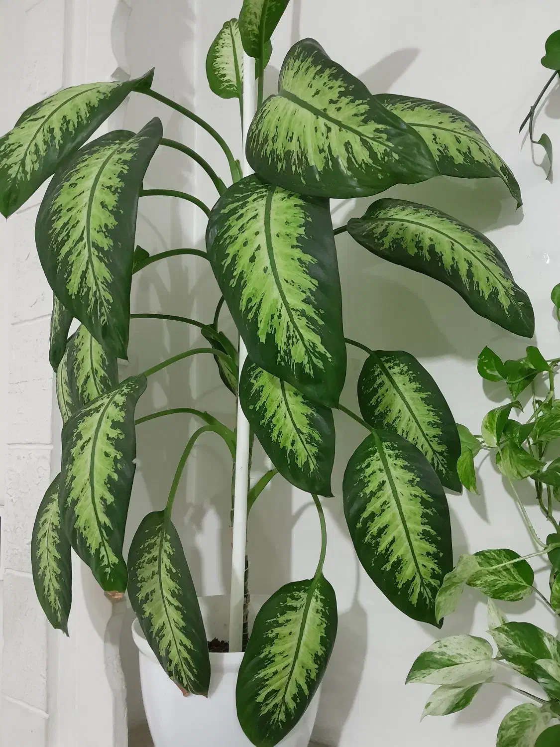 گل های اپارتمانی|گل و گیاه طبیعی|شاهرود, |دیوار