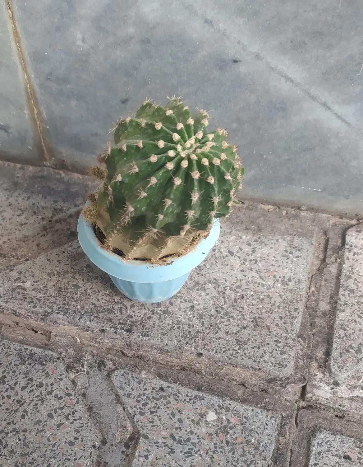 کاکتوس 2|گل و گیاه طبیعی|شاهین دژ, |دیوار