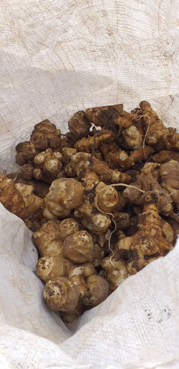 شلغم شیرازی|خوردنی و آشامیدنی|اردبیل, |دیوار