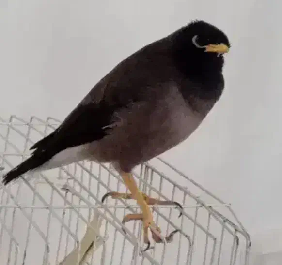 مرغ مینا|پرنده|تربتحیدریه, مورشک|دیوار