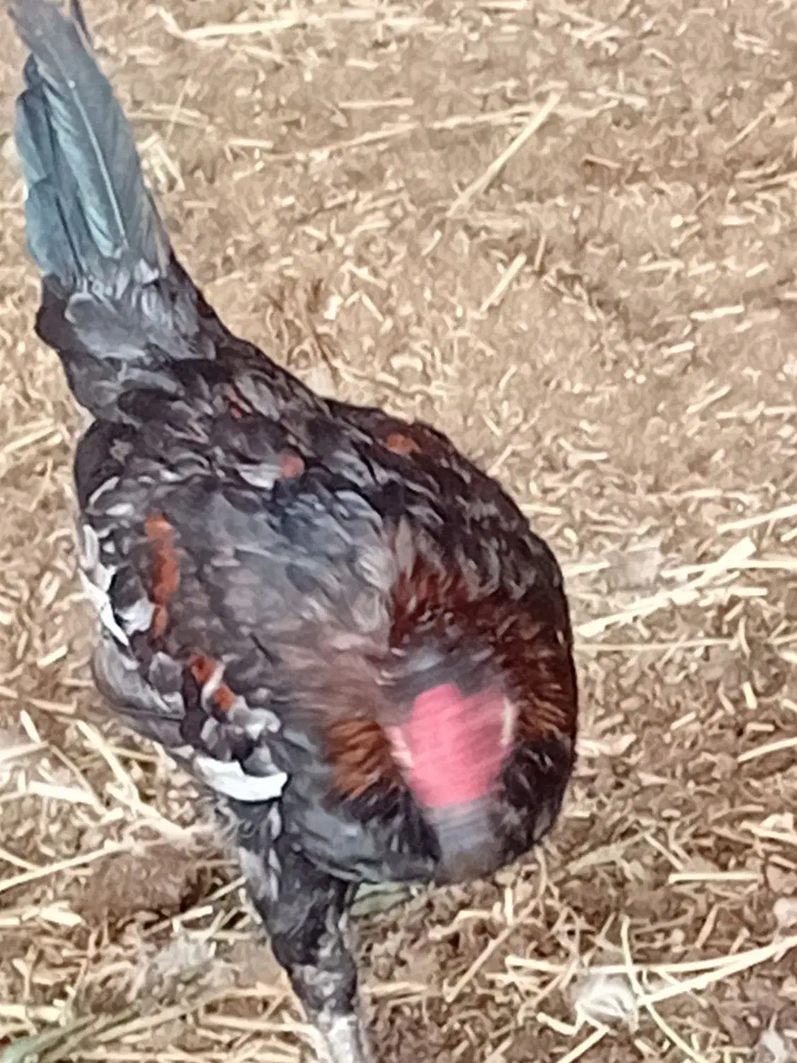 خروس محلی ونیمچه خروس|حیوانات مزرعه|آبادان, |دیوار