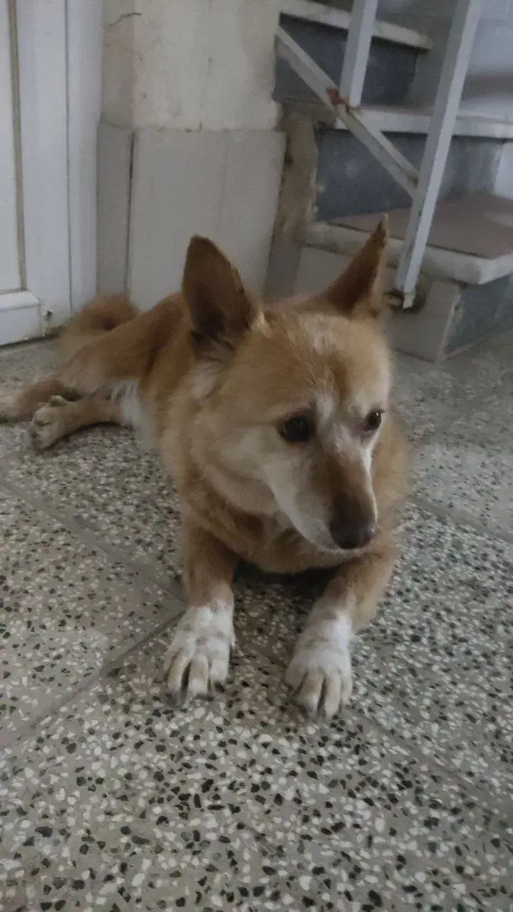 سگ گمشده|حیوانات|گنبد کاووس, |دیوار