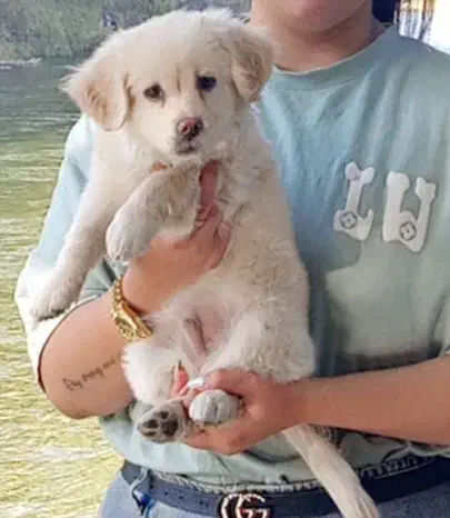 سگ پامر اشپتیز|سگ|اصفهان, پروین|دیوار