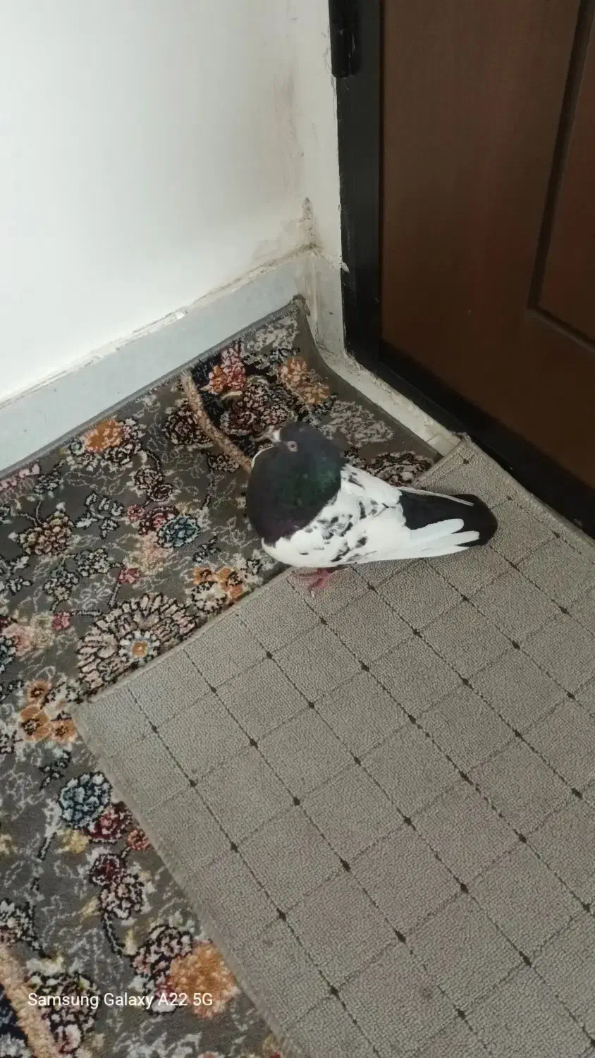 کفتر سینه کاکل ملاقی|پرنده|مشهد, پنجتن|دیوار