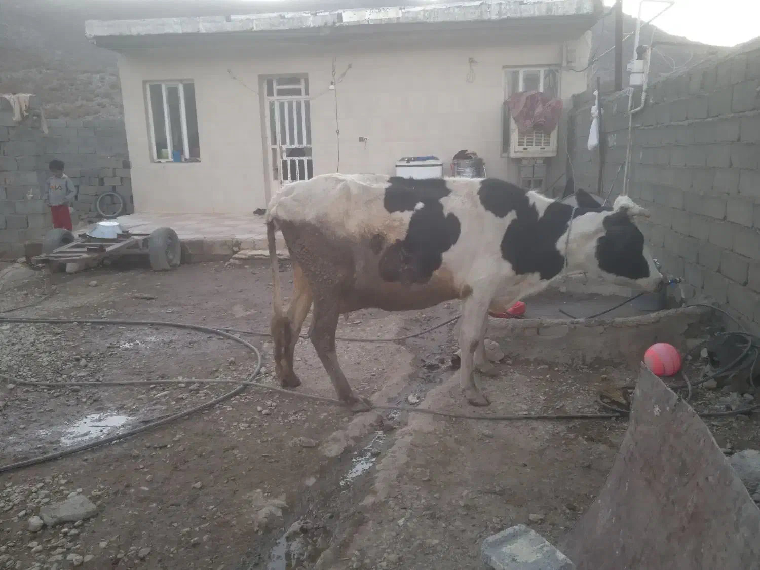 گاو هلشتاین شیری|حیوانات مزرعه|بیرانوند, |دیوار