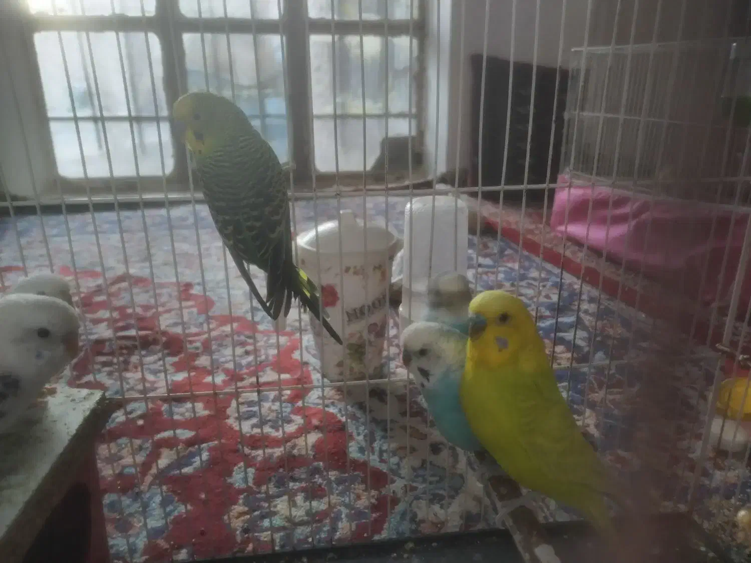 مرغ عشق معاوضه با مینا|پرنده|تربت‌حیدریه, کلاته توکلی|دیوار