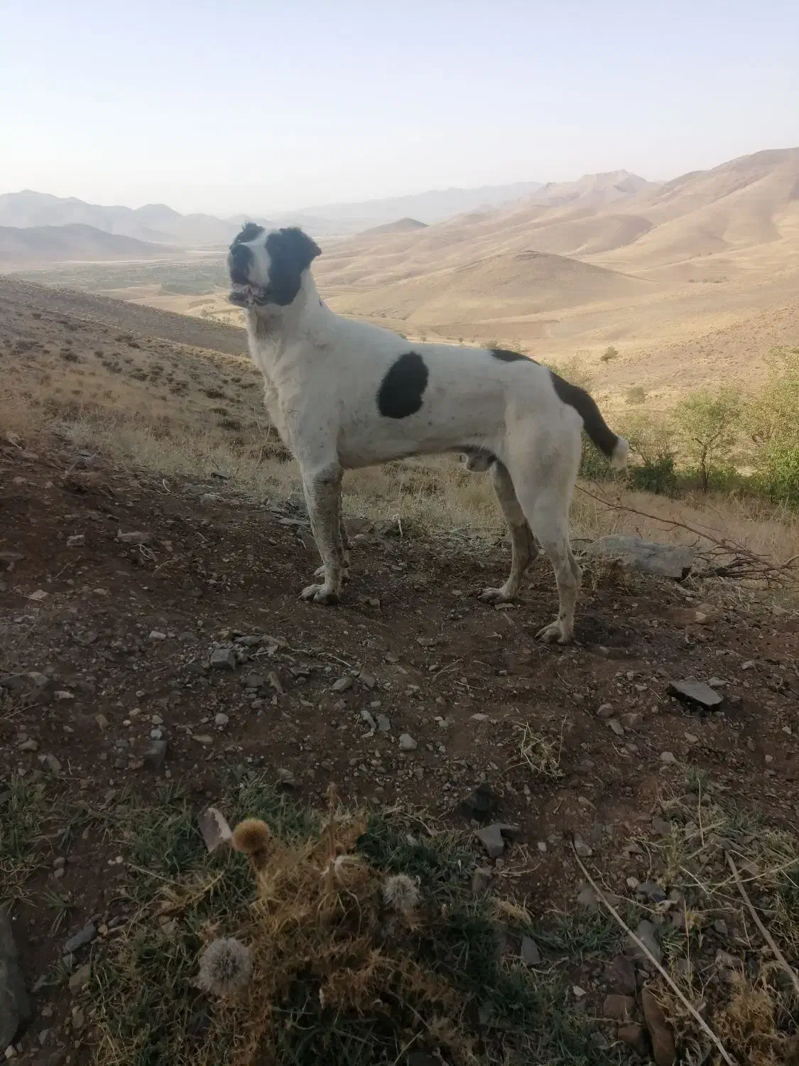 خراسانی|سگ|قره چای, |دیوار