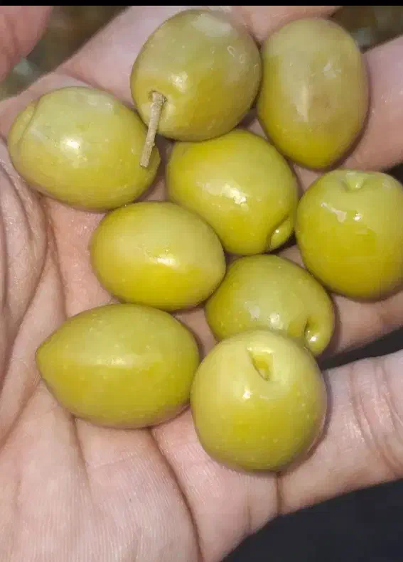 زیتون درجه 1 تازه رودبار  چکی|خوردنی و آشامیدنی|تهران, زعفرانیه|دیوار