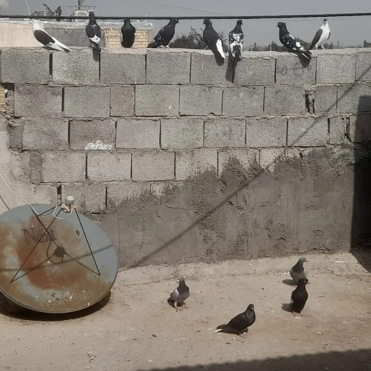 پرنده|پرنده|گتوند, |دیوار