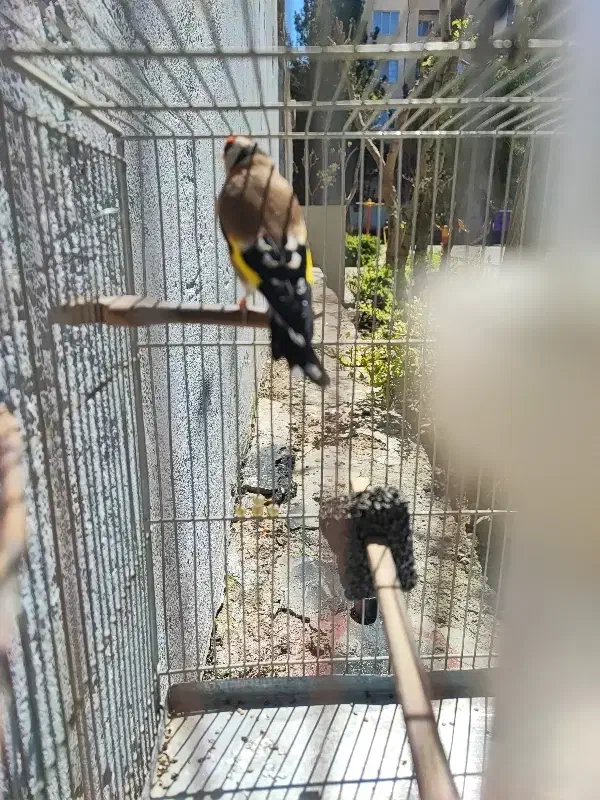 سره|پرنده|کرج, خرمدشت|دیوار