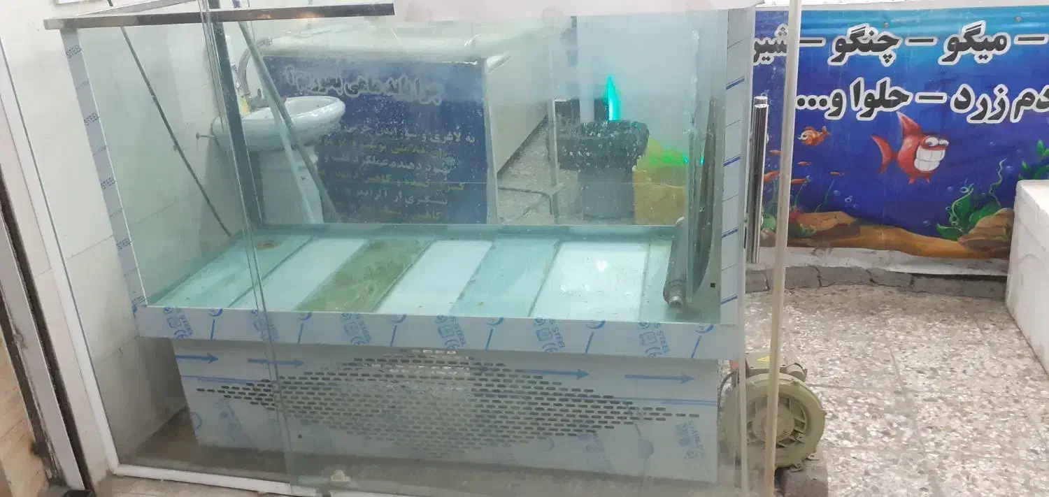 اکواریوم قزل زنده|فروشگاه و مغازه|داراب, |دیوار