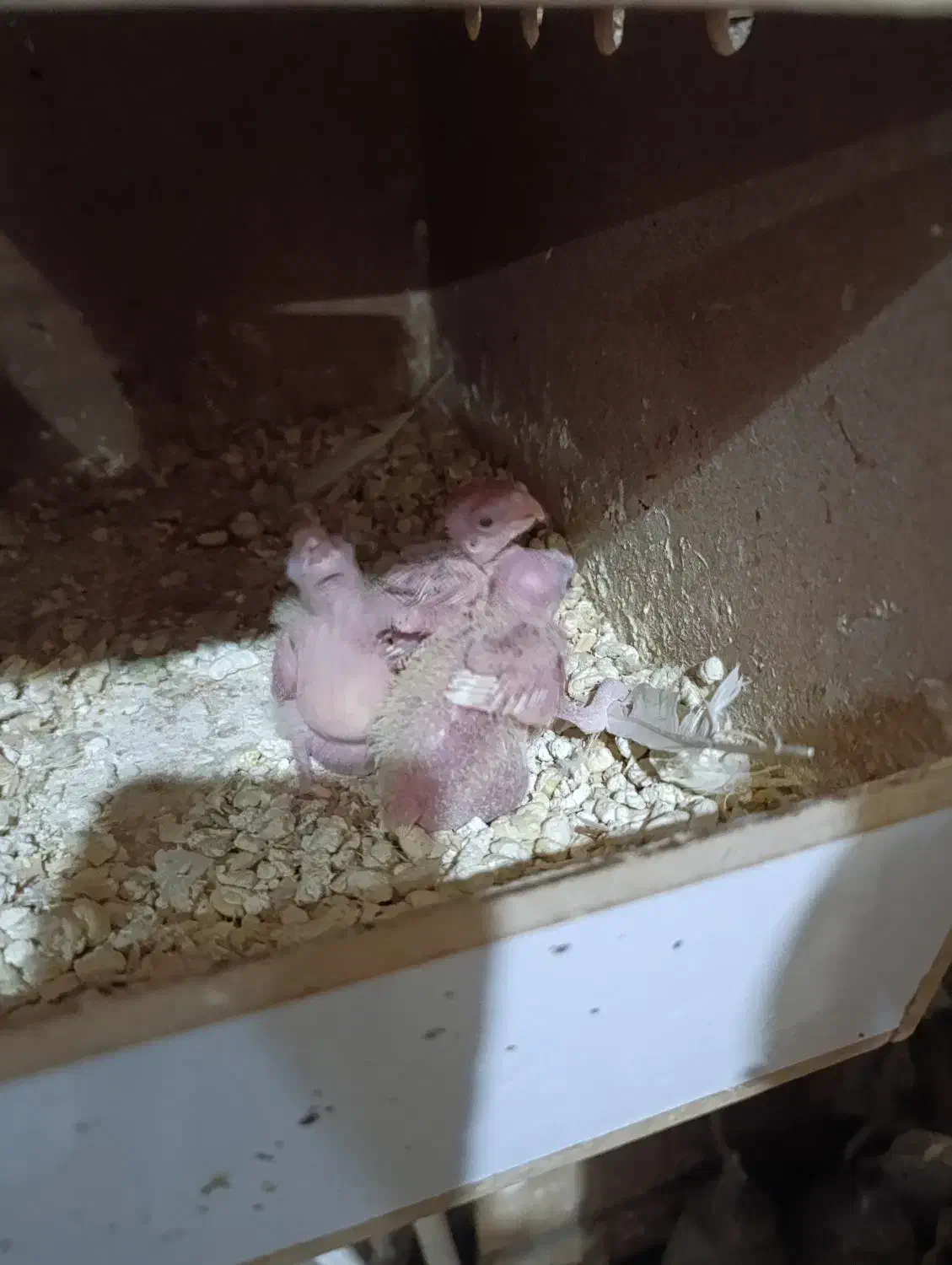 جوجه طوطی عروس لوتینو|پرنده|شوشتر, |دیوار