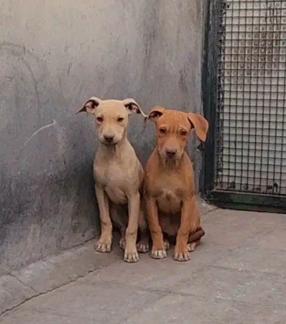 امریکن پیت بول|سگ|بومهن, |دیوار