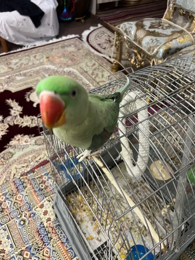 شاه طوطی جوجه تهران ۹ ماهه|پرنده|تهران, فلاح|دیوار