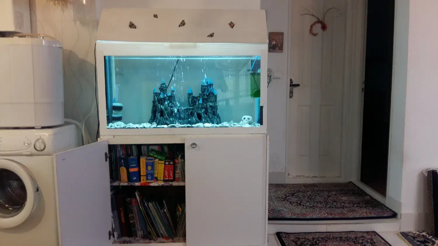 آکواریوم|ماهی|زنجان, |دیوار