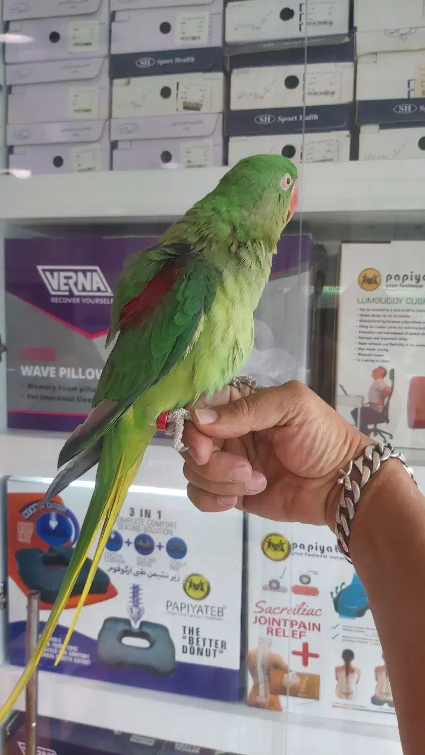 جوجه شاه طوطی چشم سیاه حلقه پا پرورشی|پرنده|ری, علایین|دیوار