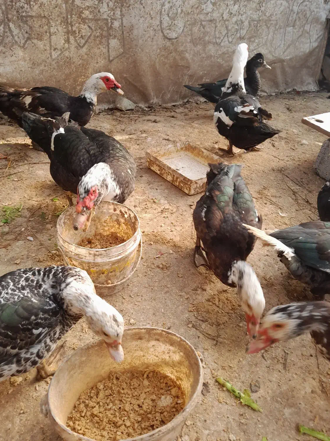 اردک اسرائیلی یا روسی|حیوانات مزرعه|رشت, سیا اسطلخ|دیوار