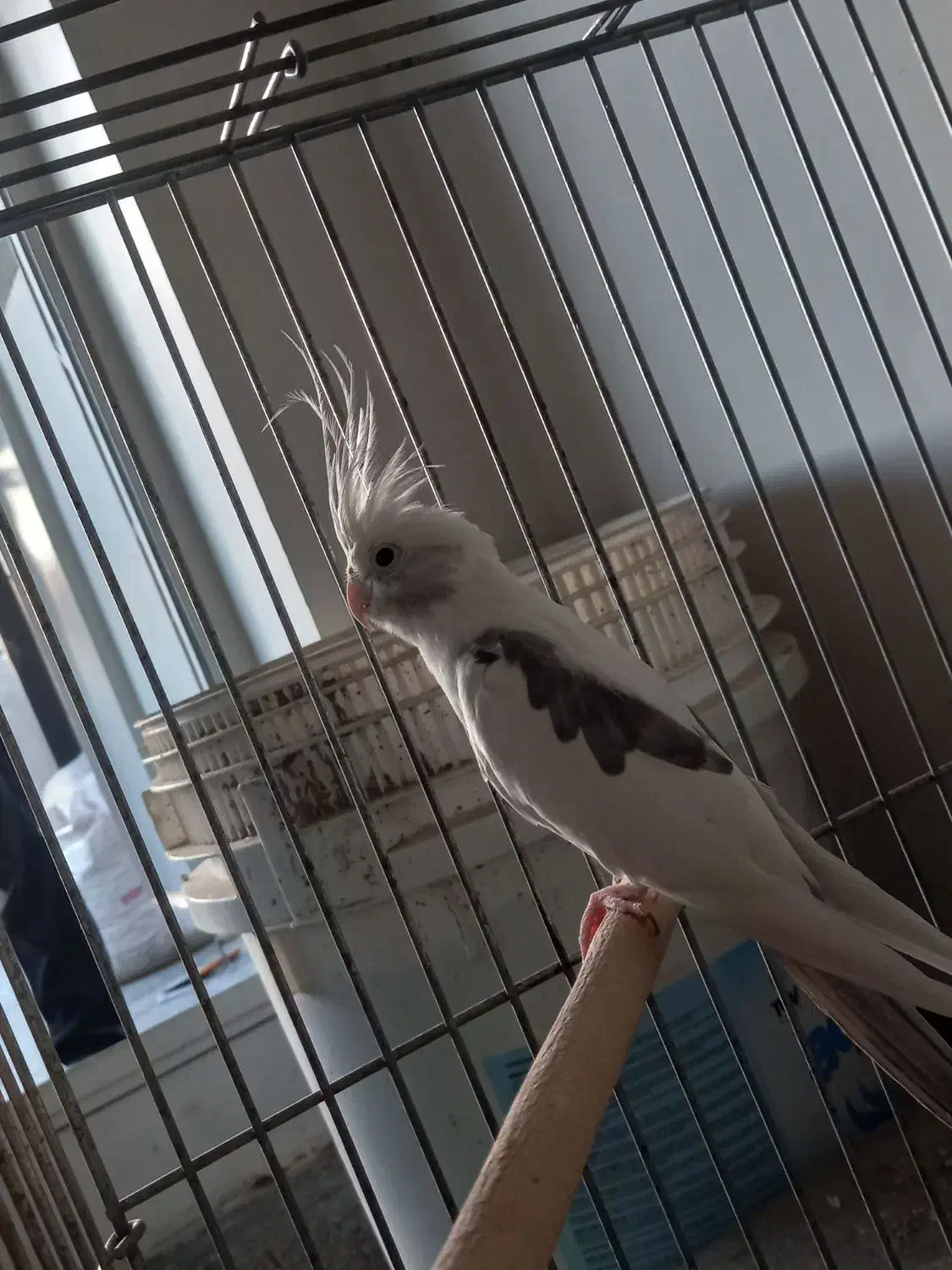 یک عدد عروس هلندی نر دوکت|پرنده|اندیشه, اندیشه فاز ۴|دیوار