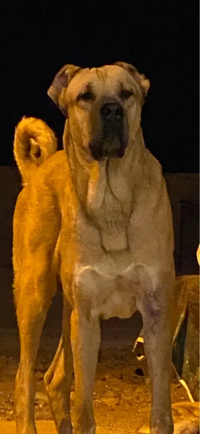 توله سگ افغان|سگ|جوادآباد, |دیوار