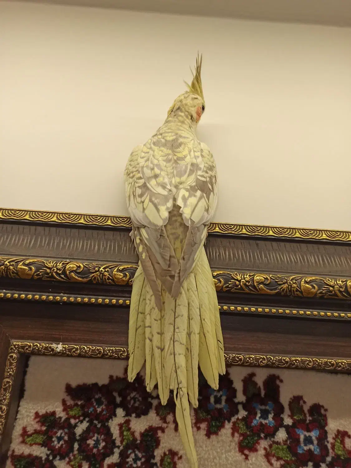 عروس هلندی ماده نژاد گل باقالی مست|پرنده|اراک, |دیوار