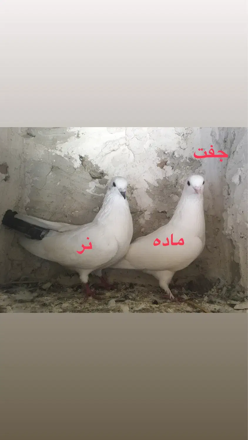 دوبر و اوچوم|پرنده|پارس‌آباد, |دیوار