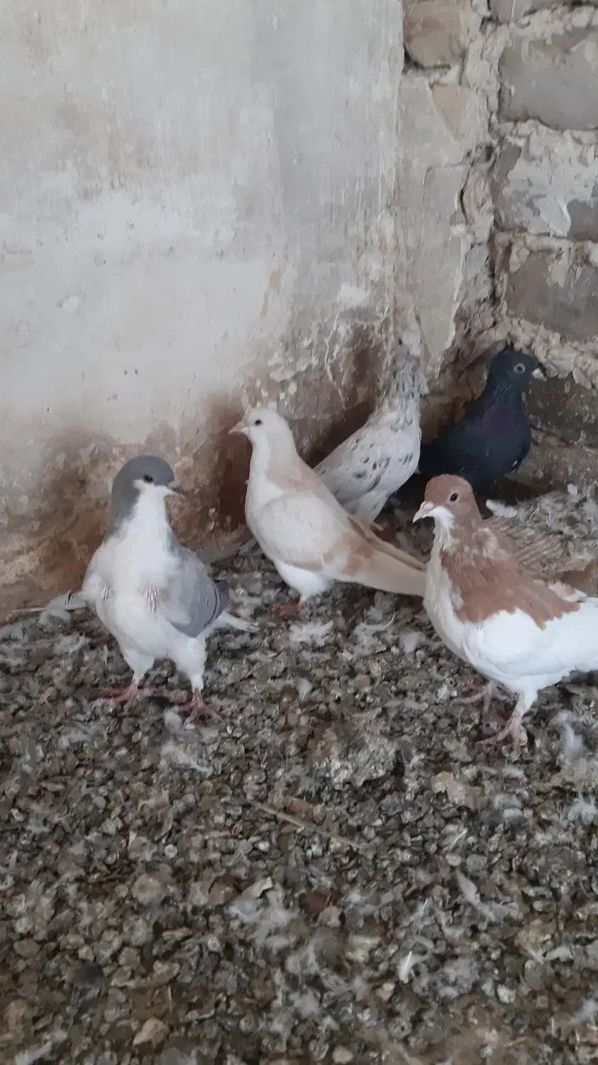 موقلف رنگی|پرنده|کوهین, |دیوار