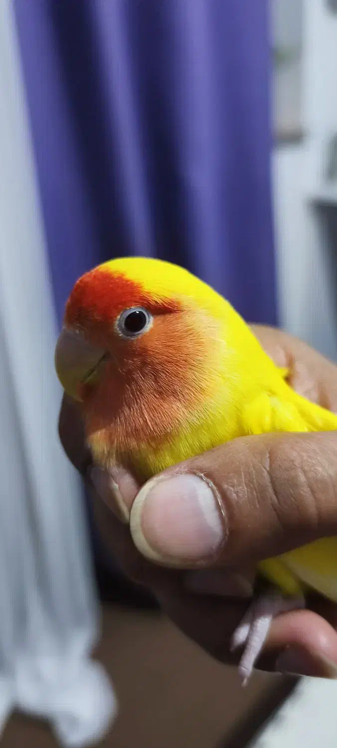 طوطی برزیلی|پرنده|سنگر, |دیوار