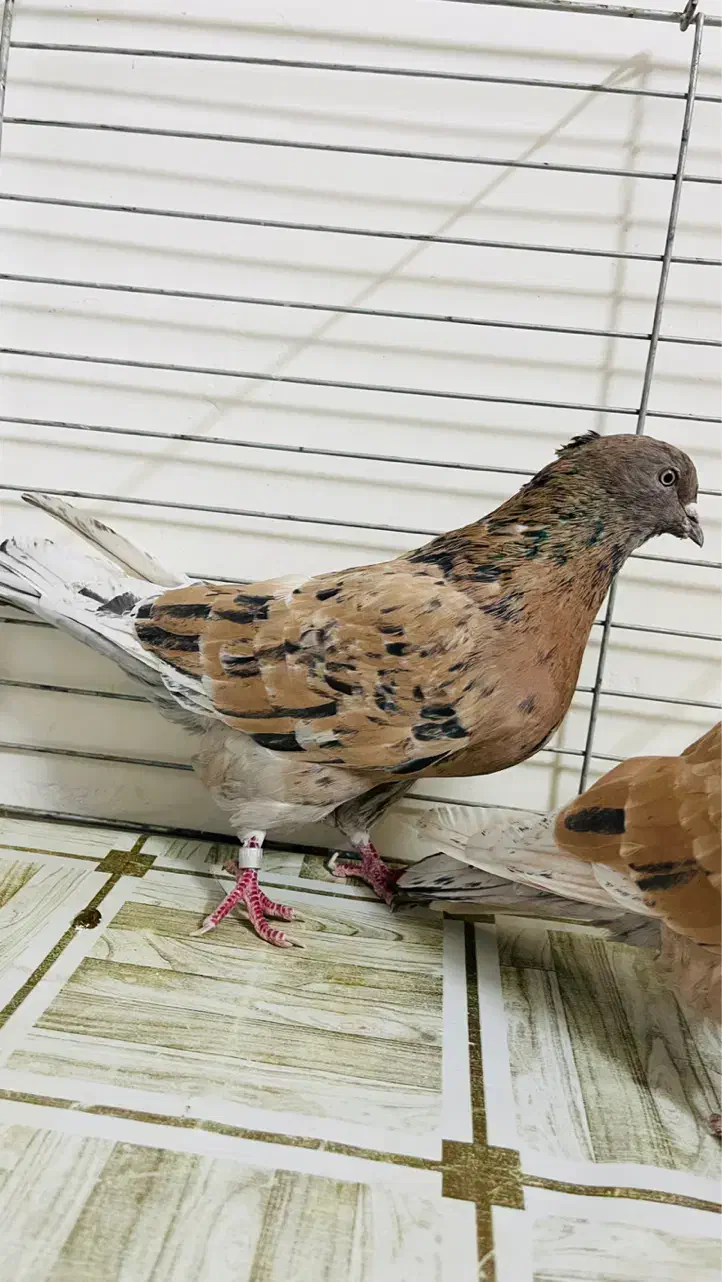 کبوتر سرور تهرنی|پرنده|قزوین, |دیوار