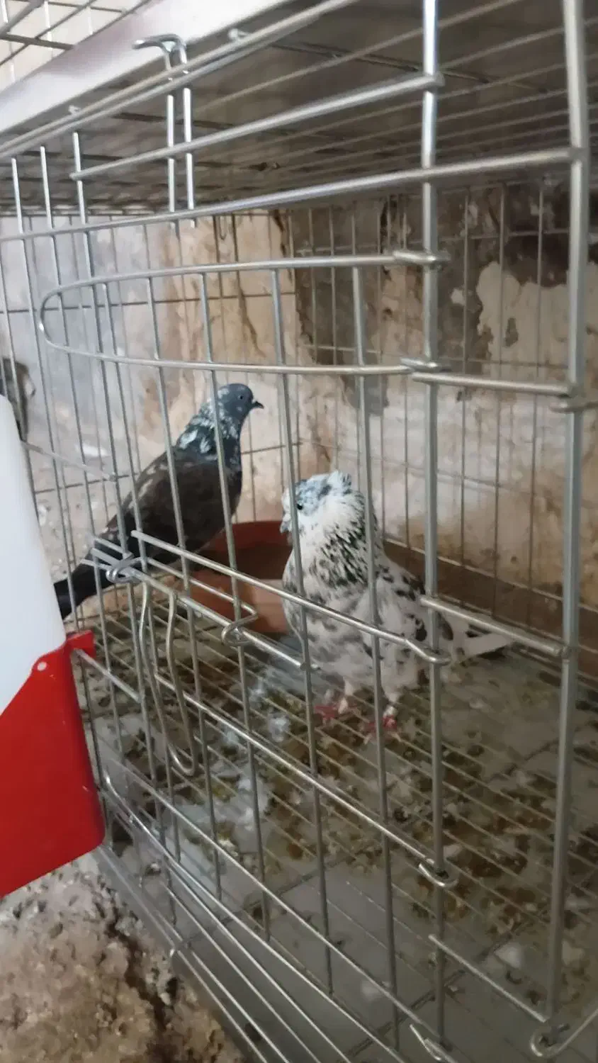 کبوتر|پرنده|مسجد سلیمان, |دیوار