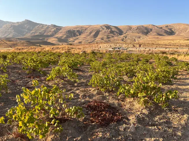 فروش باغ انگور|فروش زمین و ملک کلنگی|شیراز, پایانه مسافربری سعدی|دیوار