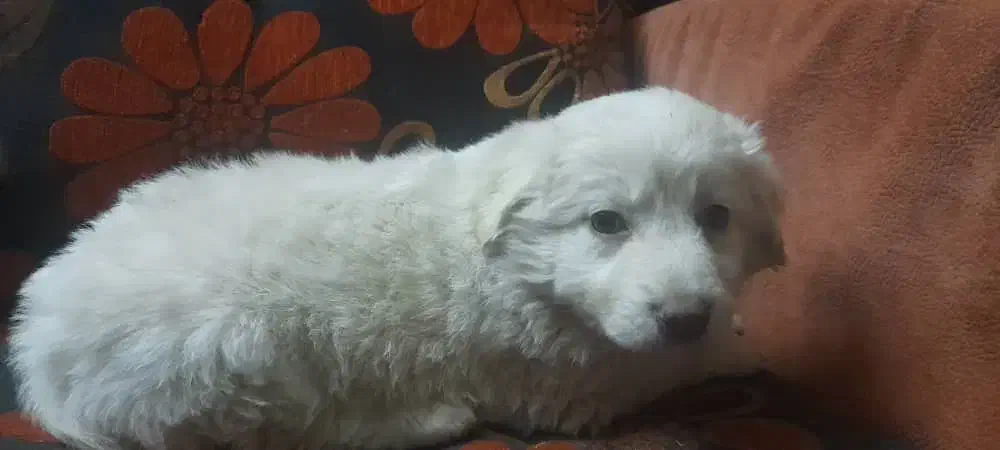 توله پشمالو|سگ|مشهد, رده|دیوار