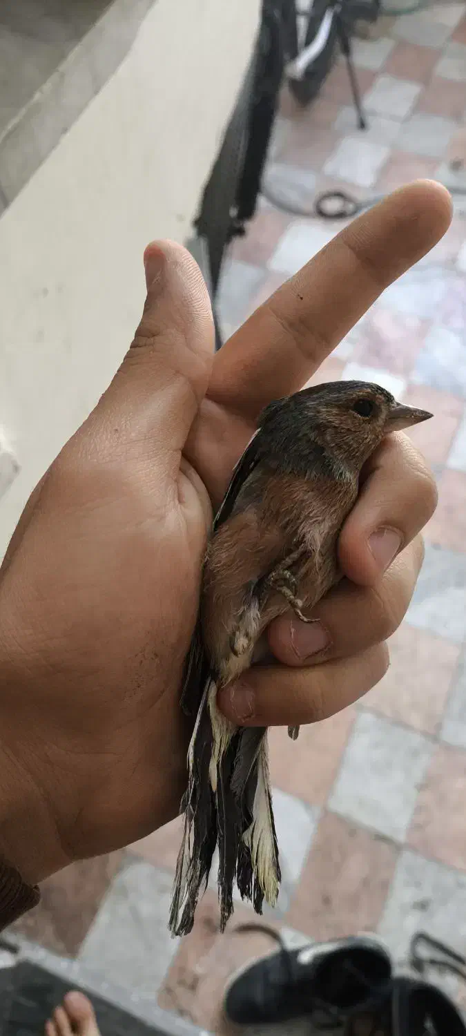 سهره|پرنده|اسلام‌‌آباد غرب, |دیوار