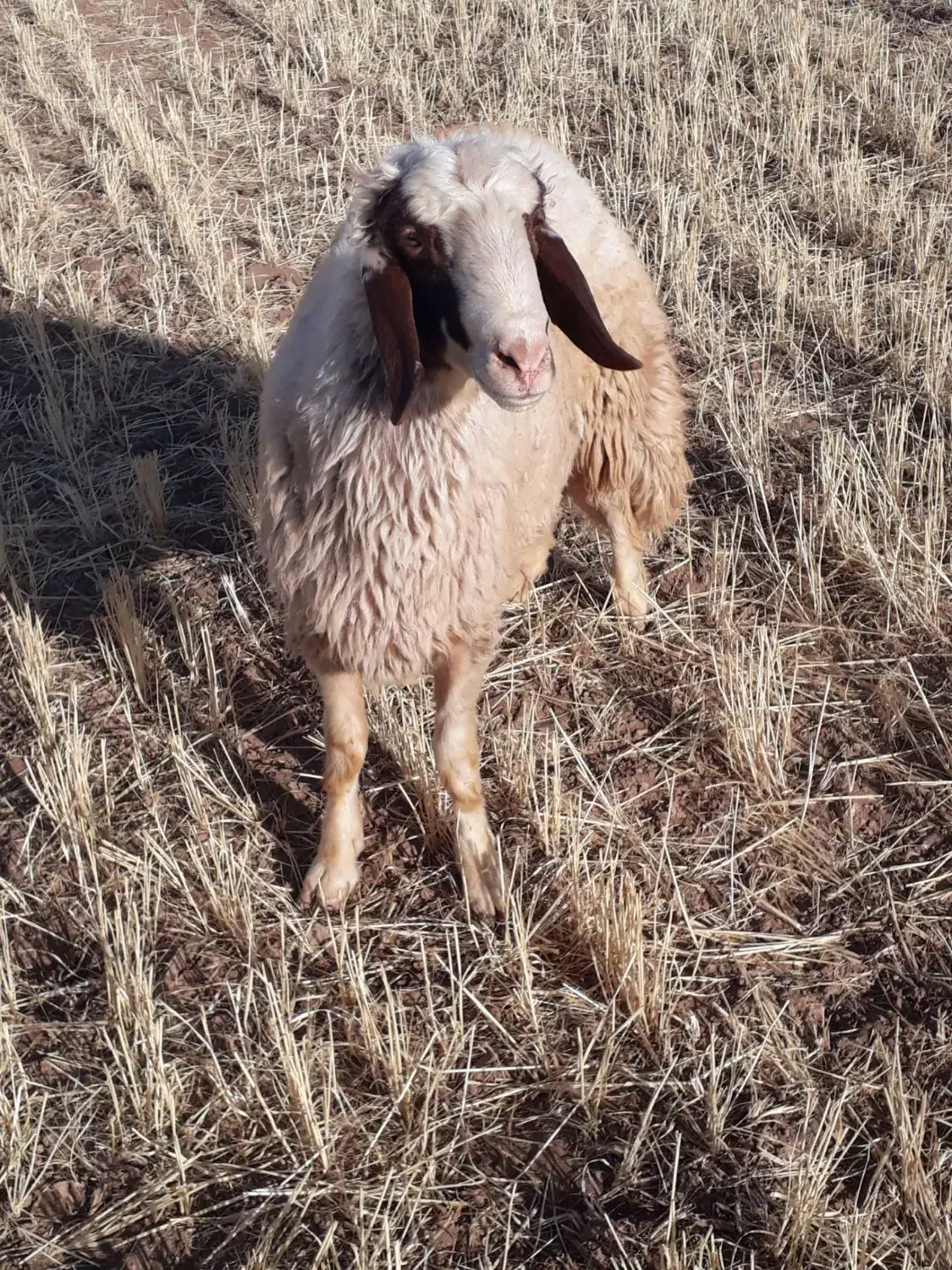 کاور ورن|حیوانات مزرعه|اسلام‌‌آباد غرب, |دیوار